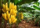 Com ataques internos, praga silenciosa e de alta proliferação coloca em risco o cultivo de bananas