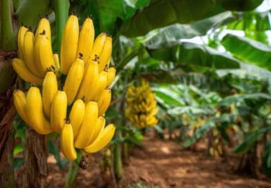 Com ataques internos, praga silenciosa e de alta proliferação coloca em risco o cultivo de bananas