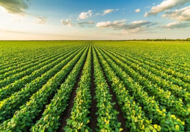 El Niño exige atenção redobrada no manejo da soja e decisões mais rápidas na safra 2026/27