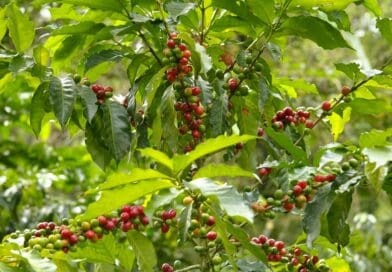 Para além da soja, CJ Selecta amplia portfólio com lançamento de tecnologia voltada à melhoria de frutos