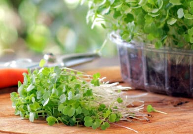 Cultivo de microverdes em pequena escala exige atenção à escolha das sementes