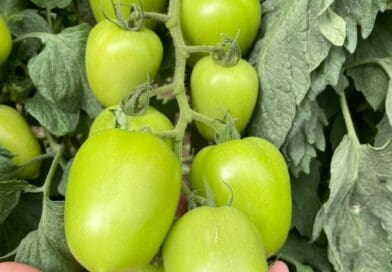 Qualidade do fruto define quanto da produção de tomate chega ao mercado