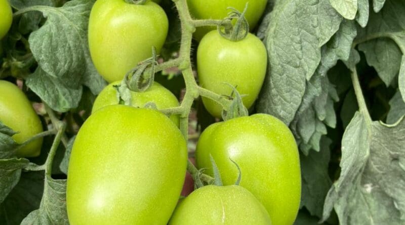 Qualidade do fruto define quanto da produção de tomate chega ao mercado