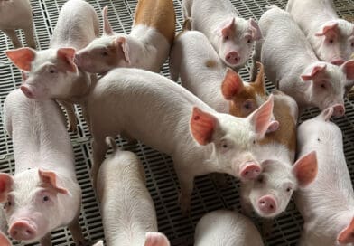 COBEA lança manifesto que relaciona bem-estar animal à prevenção de doenças e ao uso racional de antimicrobianos