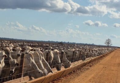 Tecnologia para gestão nutricional e operacional do rebanho reduz perdas e impulsiona a rentabilidade da fazenda