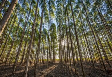 Manejo do solo impulsiona produtividade e acelera o ciclo das florestas plantadas