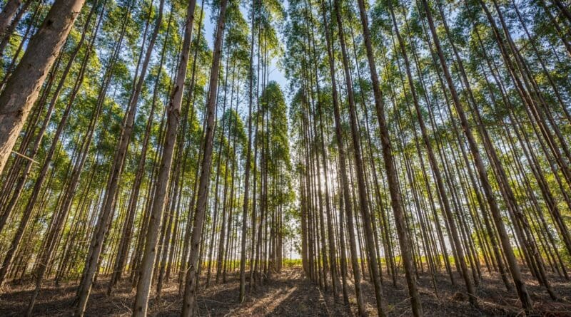 Manejo do solo impulsiona produtividade e acelera o ciclo das florestas plantadas