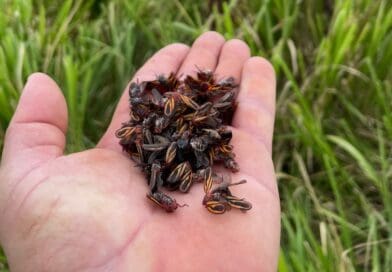 Ataque de pragas ameaça produtividade das pastagens e acende alerta na pecuária brasileira