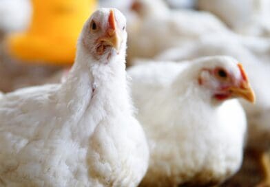 Saúde intestinal exige monitoramento e biosseguridade para reduzir perdas na avicultura