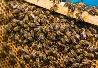 ARTIGO I Efeito das variações bruscas de temperatura sobre colônias de abelhas (Apis mellifera) e estratégias para redução do impacto